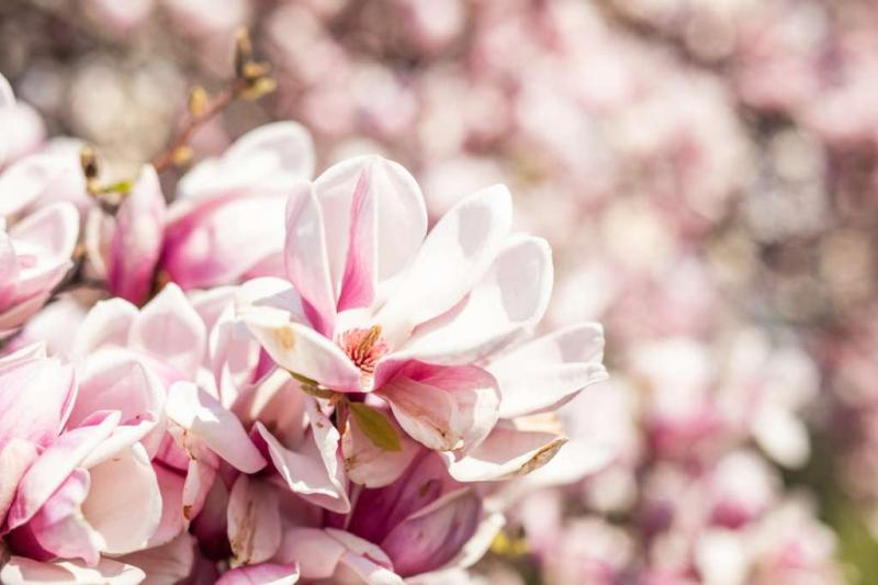 RS2876 2019 04 01 SLT Makartplatz by Michael Groessinger IMG 9586 scr 1