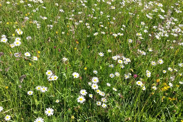 Natur tanken in Salzburg